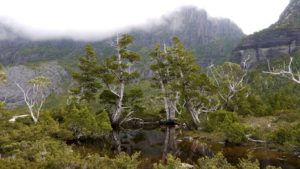 Regenwald in Tasmanien